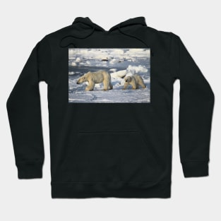 Polar Bear & Cub Walking on the Tundra, Churchill, Canada Hoodie